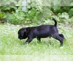 Small Photo #8 Pug Puppy For Sale in HANNA CITY, IL, USA