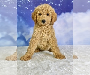 Medium Goldendoodle