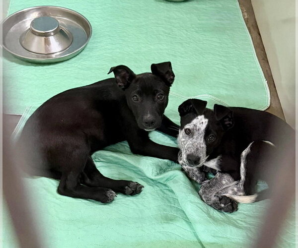 Medium Photo #4 Mutt Puppy For Sale in Oakhurst, NJ, USA