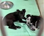 Small #3 Mutt