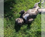 Small Photo #4 American Bulldog-Unknown Mix Puppy For Sale in Muskegon, MI, USA