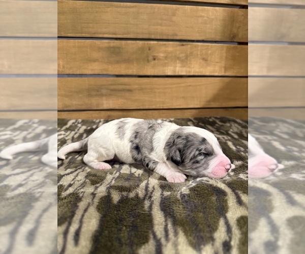 Medium Photo #8 Bernedoodle Puppy For Sale in TROY, NC, USA