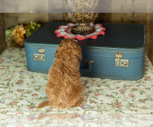 Medium Photo #25 Miniature Labradoodle Puppy For Sale in NAPPANEE, IN, USA