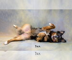 Small Photo #2 Australian Shepherd Puppy For Sale in Hot Springs Village, AR, USA