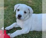 Small #3 Chihuahua Mix