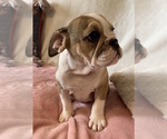Small Photo #8 English Bulldog Puppy For Sale in CHARLESTON, SC, USA