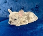 Small Photo #18 French Bulldog Puppy For Sale in EAGLE RIVER, AK, USA