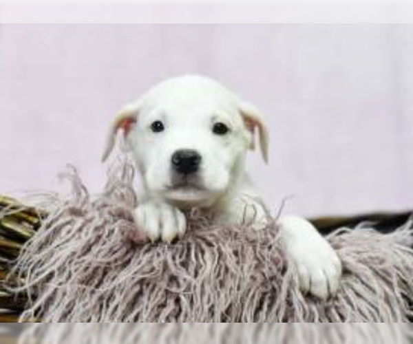 Medium Photo #3 Labrador Retriever-Unknown Mix Puppy For Sale in Sanford, FL, USA