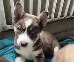 Puppy 5 Border Collie-Siberian Husky Mix