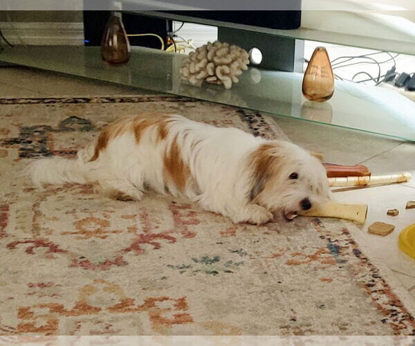 Medium Photo #4 Mutt Puppy For Sale in Valrico, FL, USA