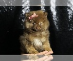 Small Photo #91 Pomeranian Puppy For Sale in WARSAW, IN, USA
