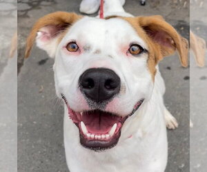 Toby - Male Mutt Dog for Adoption - Photo #17