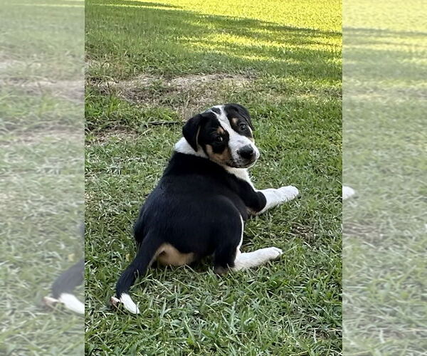Medium Photo #5 Labrador Retriever-Unknown Mix Puppy For Sale in Garner, NC, USA