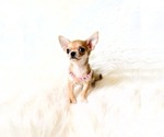 Small #6 Chihuahua
