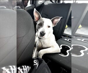 Nova - CL - Female Staffordshire Bull Terrier-Unknown Mix Dog for Adoption - Photo #3