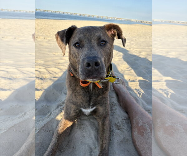 Medium Photo #1 Mutt Puppy For Sale in Virginia Beach, VA, USA