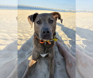 Mutt Dogs for adoption in Virginia Beach, VA, USA