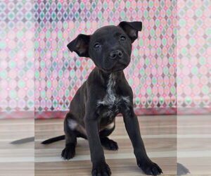 Labrador Retriever-Unknown Mix Dogs for adoption in Lakewood, CO, USA