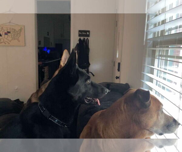 Medium Photo #11 German Shepherd Dog Puppy For Sale in Gretna, NE, USA