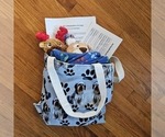 Small #10 Poodle (Miniature)