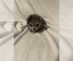 Small Photo #8 Pomeranian Puppy For Sale in PORTLAND, ME, USA