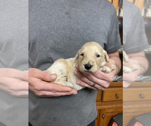 Medium Photo #4 Goldendoodle Puppy For Sale in WEAVERVILLE, NC, USA