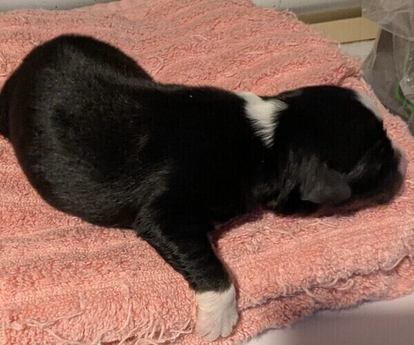 Medium Photo #45 Australian Shepherd Puppy For Sale in SYLVA, NC, USA