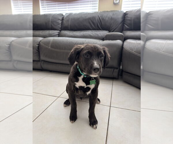 Medium Photo #5 Borador Puppy For Sale in Royal Palm Beach, FL, USA