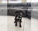 Small #4 Borador