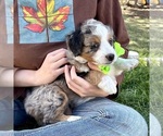 Small #6 Bernedoodle (Miniature)