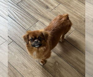 Pekingese Dogs for adoption in Studio City, CA, USA