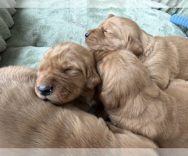 Medium Photo #22 Golden Retriever Puppy For Sale in WOODSTOCK, CT, USA