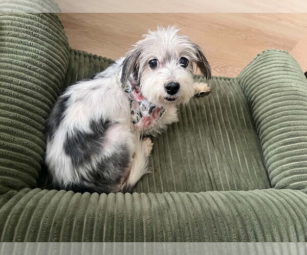 Medium Photo #1 Mutt Puppy For Sale in Springdale, PA, USA