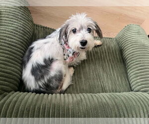 Mutt Dogs for adoption in Springdale, PA, USA