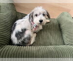 Vera - Female Mutt Dog for Adoption - Small photo