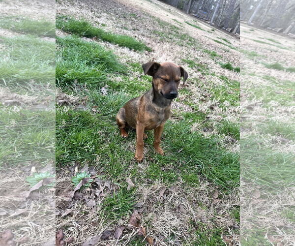 Medium Photo #4 Chihuahua-Unknown Mix Puppy For Sale in Ball Ground, GA, USA