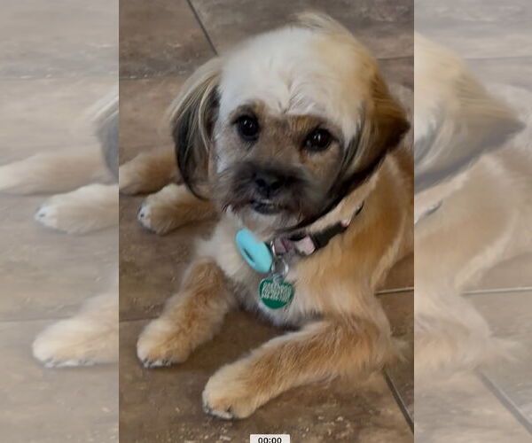 Medium Photo #2 Maltese-Unknown Mix Puppy For Sale in Lake Elsinore, CA, USA