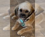 Small #1 Maltese Mix