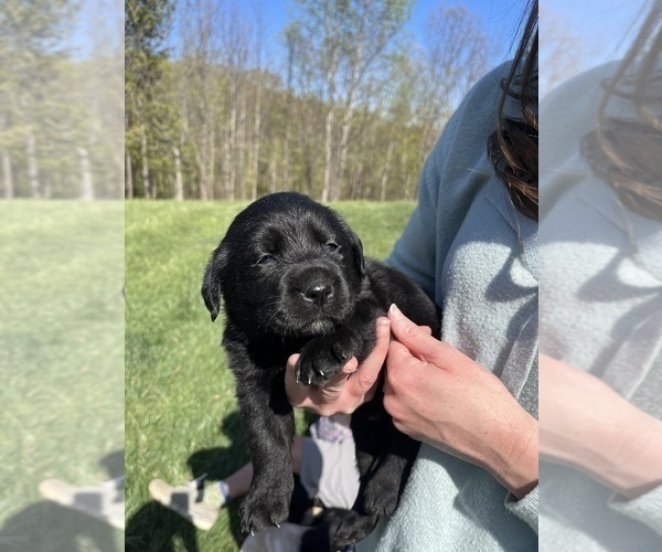 Medium Photo #8 Labrador Retriever Puppy For Sale in KINGS MOUNTAIN, NC, USA