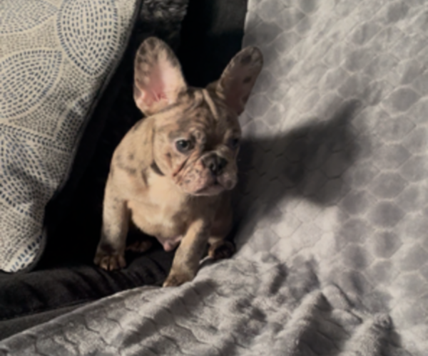 Medium Photo #2 French Bulldog Puppy For Sale in ANTIOCH, CA, USA