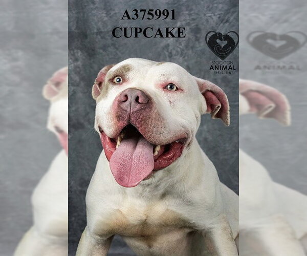 Medium Photo #1 American Bulldog Puppy For Sale in Stockton, CA, USA