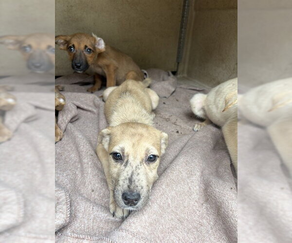 Medium Photo #1 Mutt Puppy For Sale in Oklahoma City, OK, USA