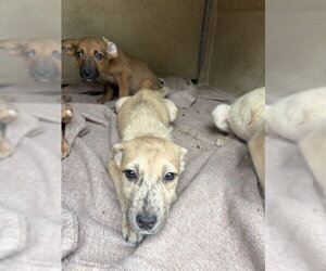 Mutt Dogs for adoption in Oklahoma City, OK, USA