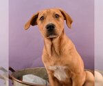 Small Photo #3 Labrador Retriever-Unknown Mix Puppy For Sale in Sheridan, CO, USA