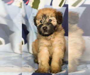 Soft Coated Wheaten Terrier Puppy for sale in MILWAUKEE, WI, USA