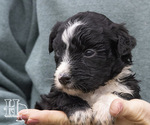 Puppy 4 Miniature Australian Shepherd-Poodle (Standard) Mix