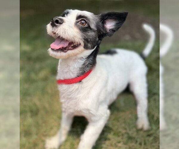 Medium Photo #4 Lhasa Apso-Parson Russell Terrier Mix Puppy For Sale in Arlington, VA, USA