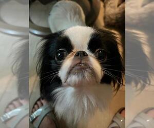 Japanese Chin Dogs for adoption in Tampa, FL, USA