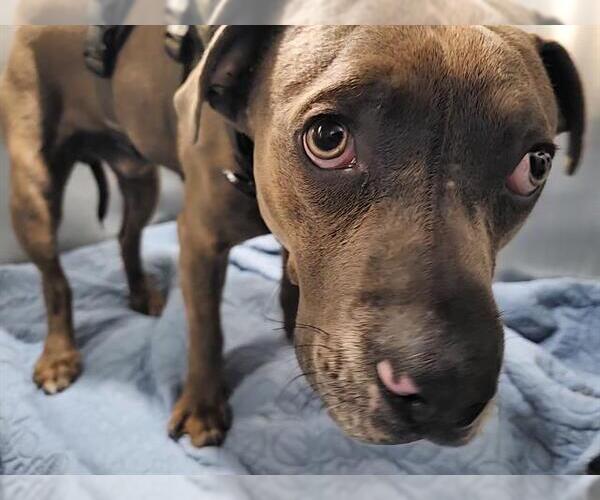 Medium Photo #1 American Staffordshire Terrier Puppy For Sale in San Antonio, TX, USA