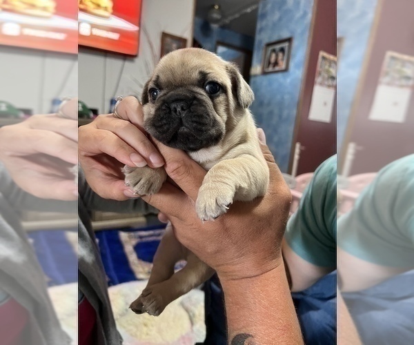Medium Photo #2 French Bulldog Puppy For Sale in BLUEFIELD, WV, USA